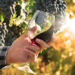 Organic Vineyards and the Future of Sustainable Wine Production