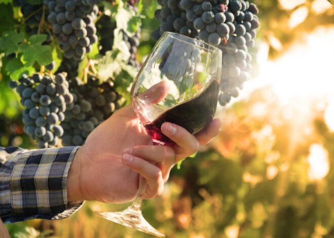 Organic Vineyards and the Future of Sustainable Wine Production