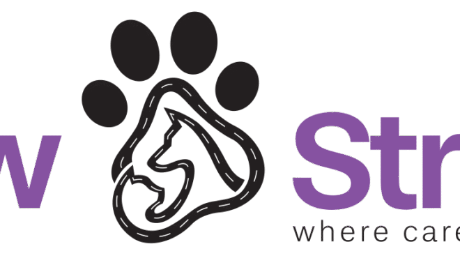 Why Regular Dog Grooming in Dubai is Essential for Your Pet’s Health